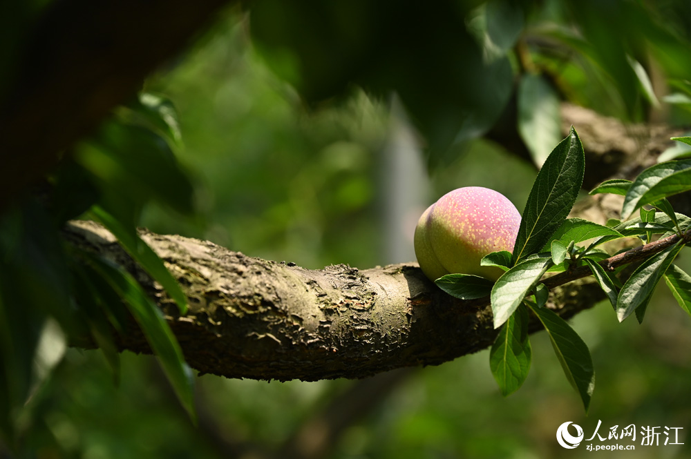 ҈@2500ԷNvʷW ~eÔz