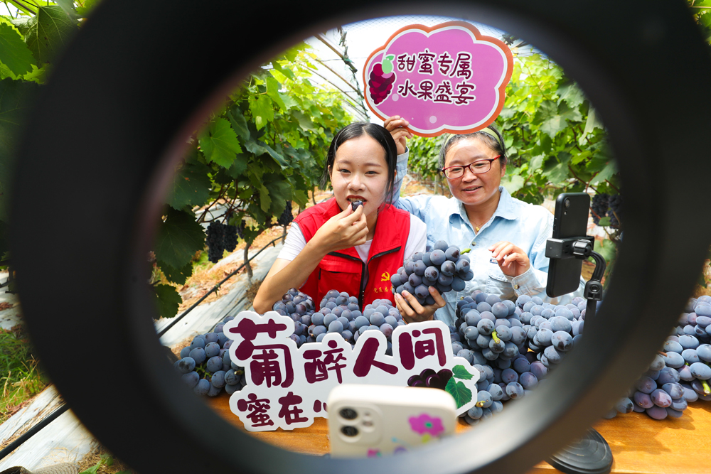 黨員志愿者和果農在大棚內直播銷售葡萄。王正攝