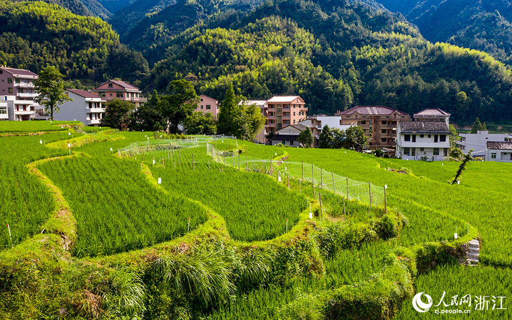 7月11日，航拍麗水市青田縣方山鄉龍現村稻魚共生系統示范基地。人民網 章勇濤攝