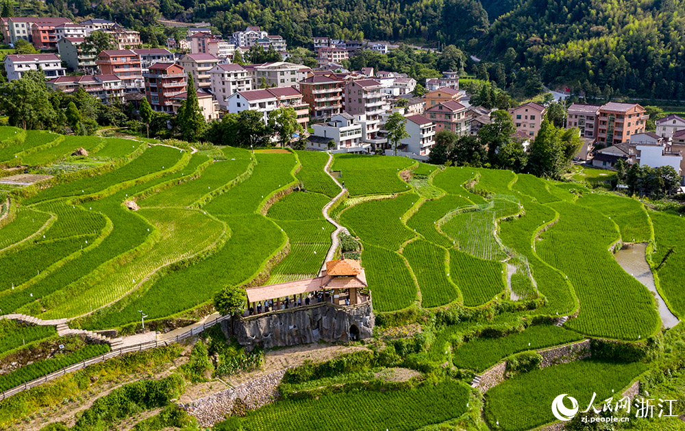 7月11日，航拍麗水市青田縣方山鄉龍現村稻魚共生系統示范基地。人民網 章勇濤攝