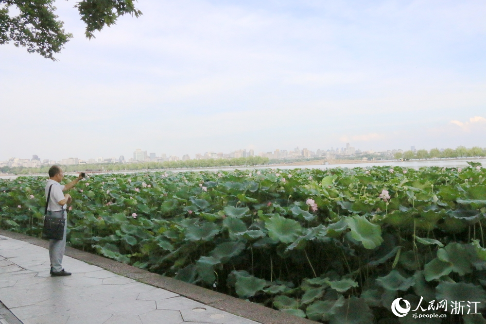 游客拍攝西湖荷花。人民網 王麗瑋攝