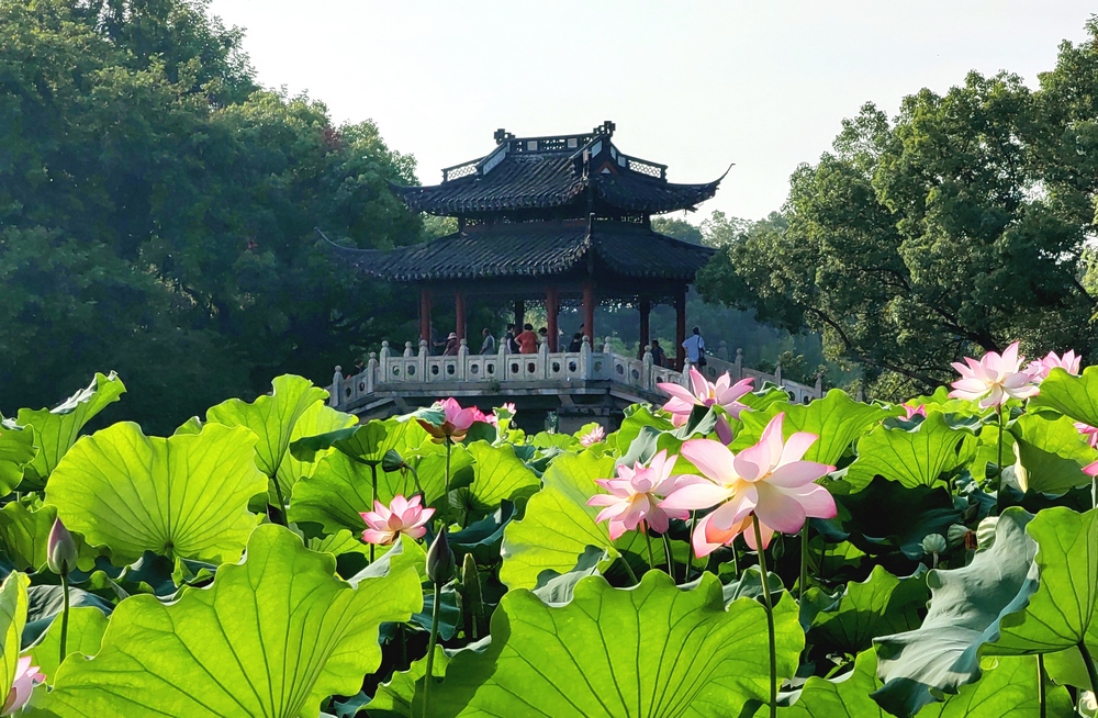西湖荷花迎來最佳觀賞期。江志清攝