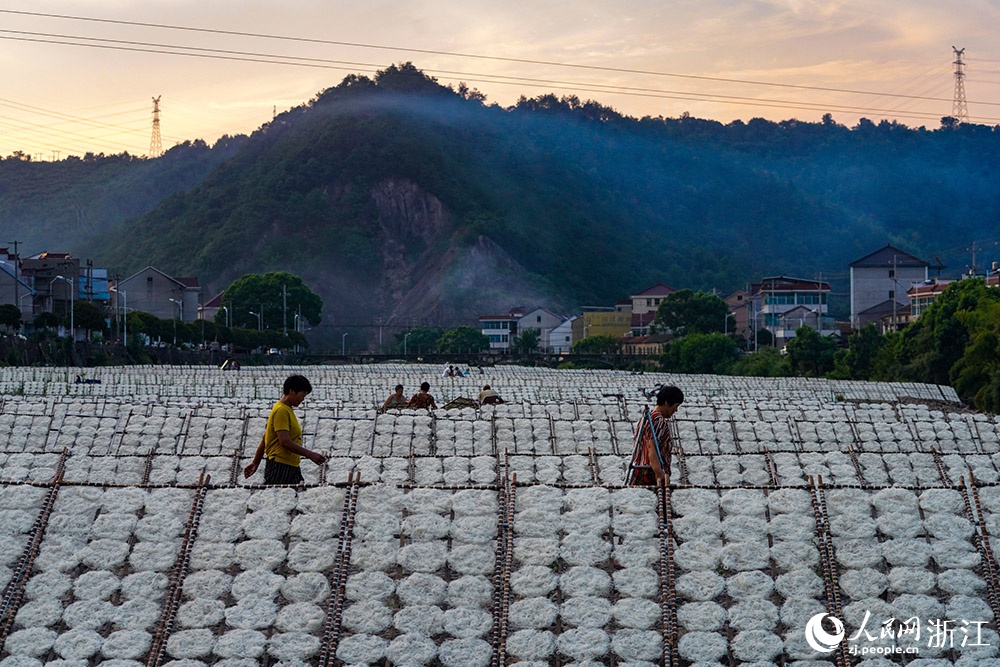 在浙江省嵊州市甘霖鎮殿前村的小烏溪江邊，村民們抓住晴好天氣忙著晾曬榨面。人民網 章勇濤攝