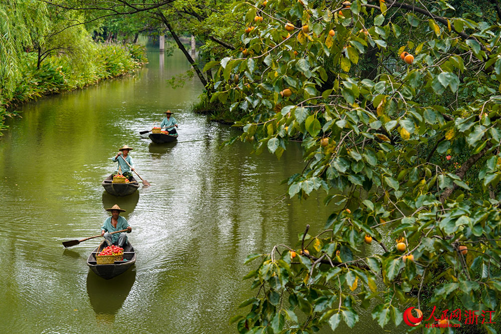 9月23日，工作人員劃著小船，運送剛采摘的柿子。人民網 章勇濤攝