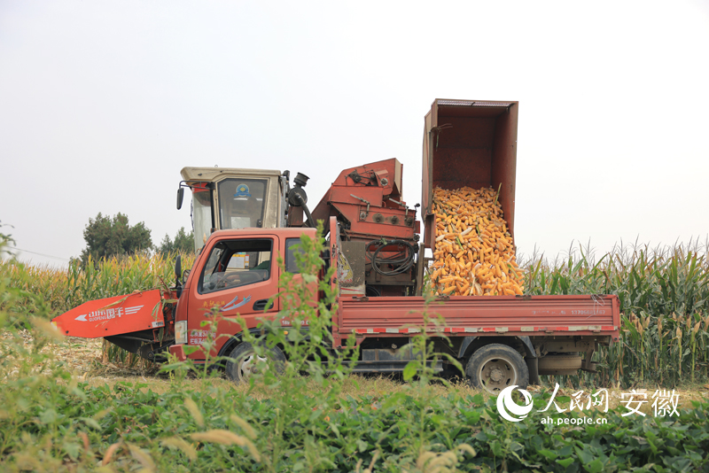 農機手正在將收割下來的玉米裝車。人民網 王曉飛攝