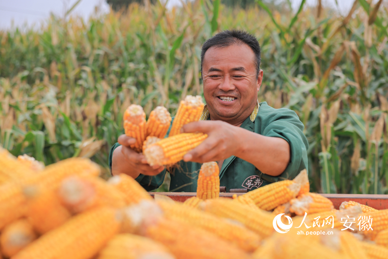 又是一個豐收年，種糧大戶笑開顏。人民網 王曉飛攝