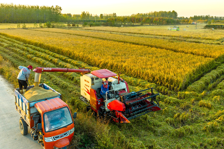 農民將收割好的糧食裝車。趙辰攝