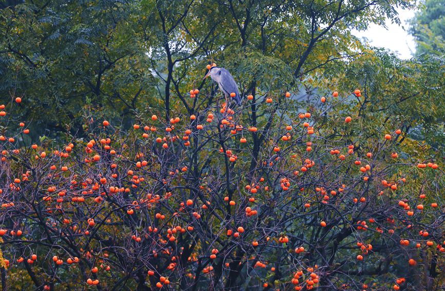 一只鳥兒停在柿子樹上。張巧玲攝