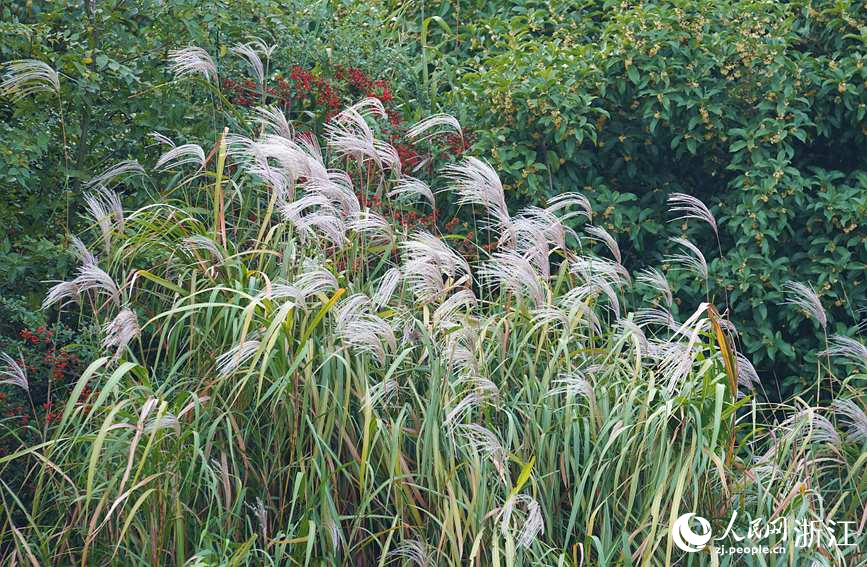 陸續綻放的蘆花是秋日西溪不能錯過的一道亮麗風景。人民網 方彭依夢攝
