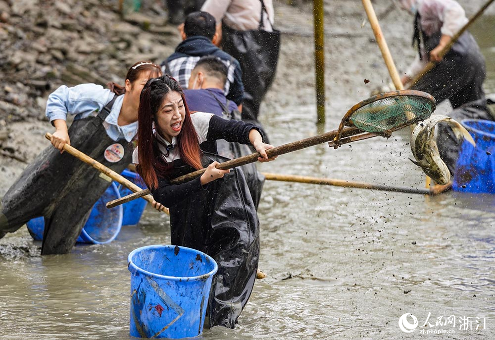11月19日，游客在西溪濕地體驗“干塘”捕魚。人民網 章勇濤攝