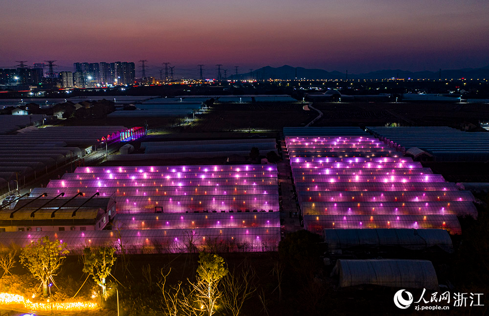 1月16日晚，寧波市鎮海區駱駝街道的阿歡草莓園藝場，數百盞加溫燈、生長燈點亮鄉野間的大棚。人民網 章勇濤攝