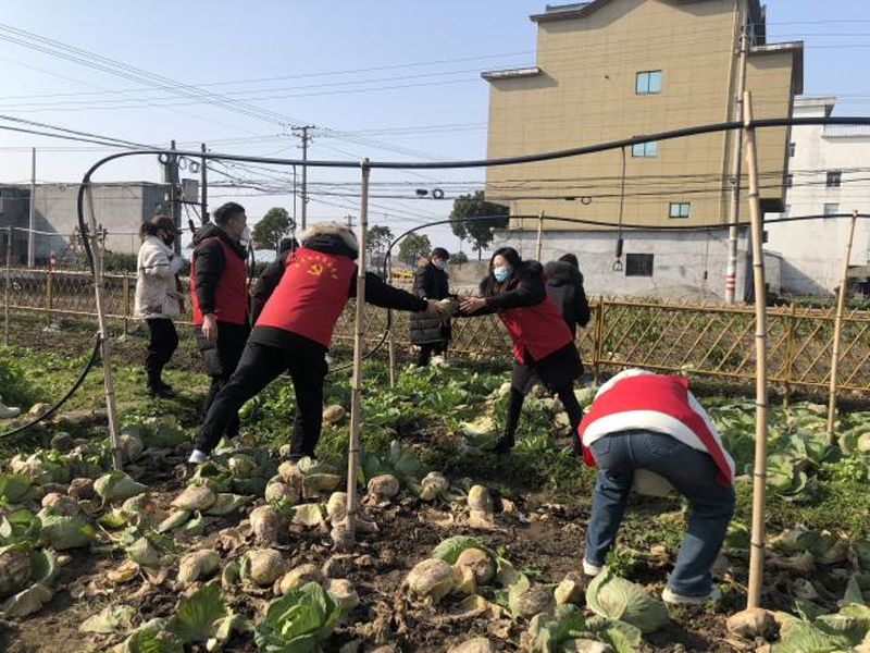 流動黨員在“愛心菜園”中開展助老志愿活動。金清鎮供圖