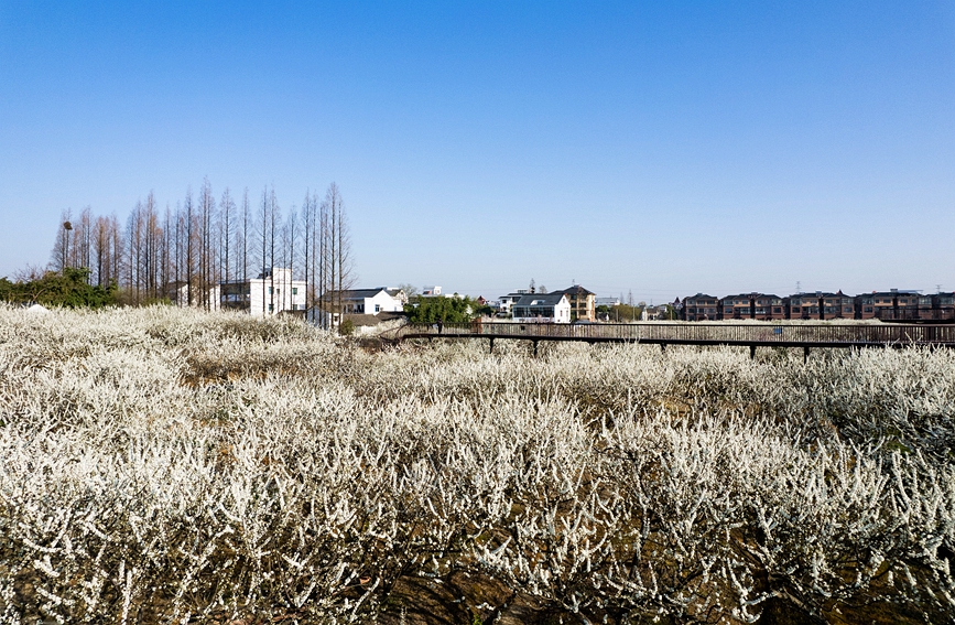 近日，浙江嘉興桐鄉市梧桐街道桃園村的千畝槜李花競相綻放。桐鄉市梧桐街道供圖