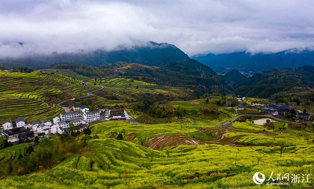 楊豐山村油菜花競相開放，構成一幅秀美的鄉村田園畫卷。人民網 章勇濤攝