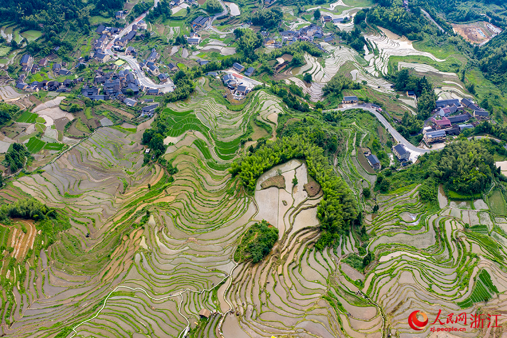 6月10日，空中俯瞰麗水云和梯田，猶如一幅美麗的山水畫卷。人民網 章勇濤攝