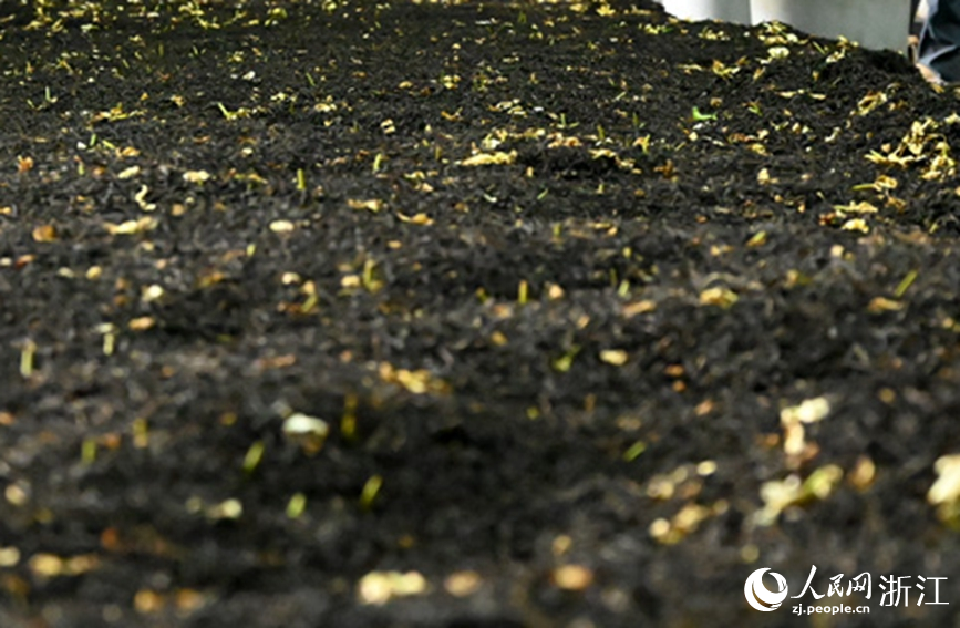 堆窨中的梔子花茶。人民網 葉賓得攝