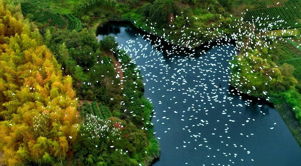 剛入冬的縉云秋高氣爽，天高任鳥飛