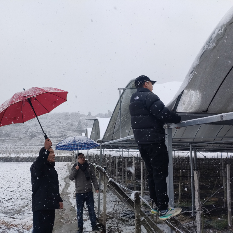 工作人員協作農戶做好棚舍保溫舉措。