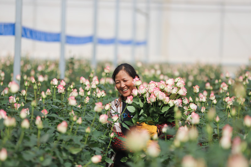 【2】2024年2月1日，云南昆明，工人在云天化晉寧花卉產業現代化示范園內采摘鮮花。李發興-攝.jpg