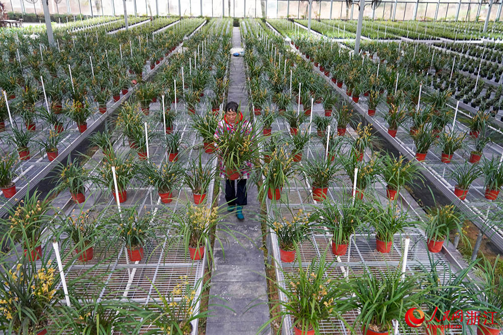 在浙江省紹興市柯橋區漓渚鎮棠棣村的蘭花數字工廠，工人在管護蘭花。人民網 章勇濤攝