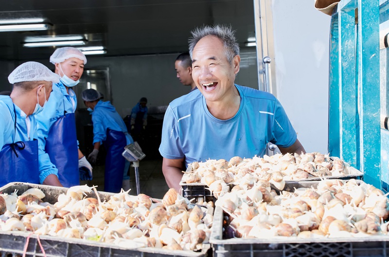 浙江嘉興，養殖戶將蝸牛出售給合作社。嘉興市南湖區委宣傳部供圖