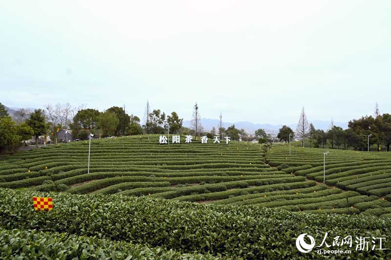 松陽大木山茶園。人民網記者 葉賓得攝