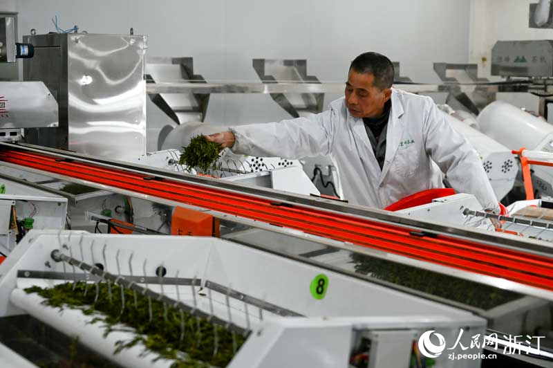 茶葉加工區。人民網記者 葉賓得攝