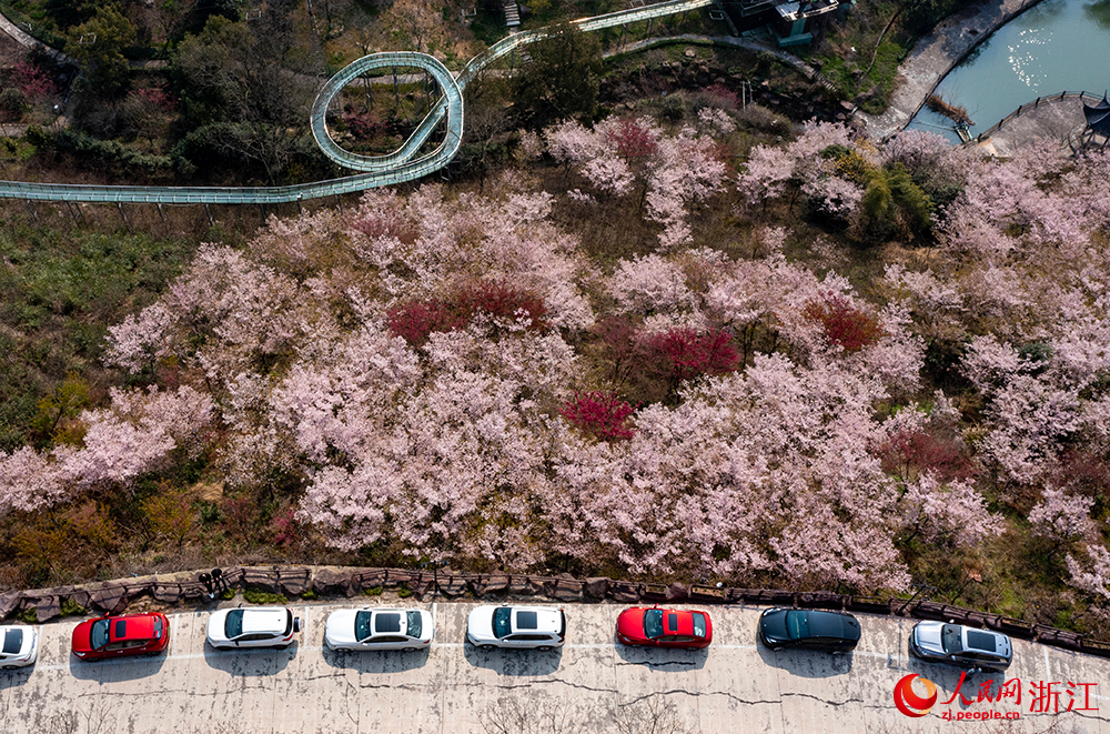 寧波市江北區慈城鎮綠野歡樂谷的櫻花連片綻放。人民網 章勇濤攝