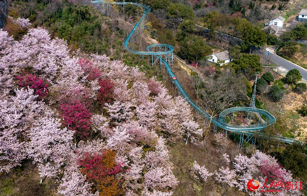 寧波市江北區慈城鎮綠野歡樂谷的櫻花連片綻放。人民網 章勇濤攝