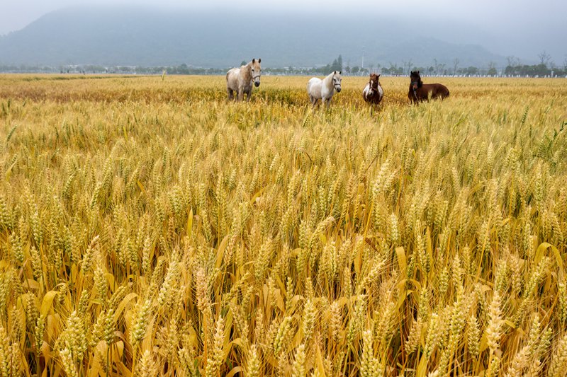 在瑞安市馬嶼鎮天井垟，金黃的麥浪隨風曼舞。蘇立鎖攝