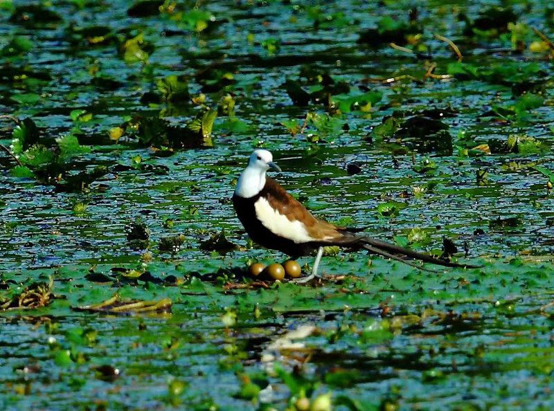 水雉正在抱窩孵化“金蛋”。許根生攝