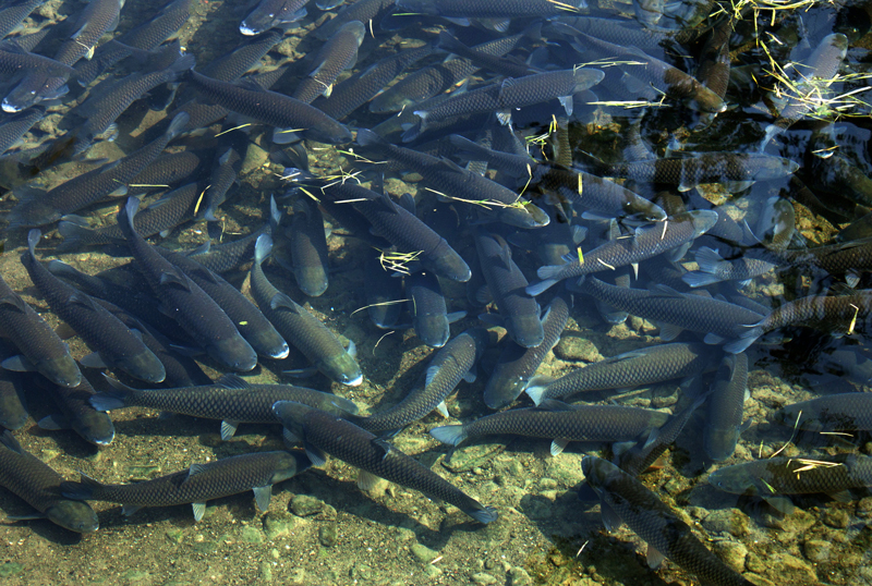 魚類養殖前景客觀。王俊杰攝