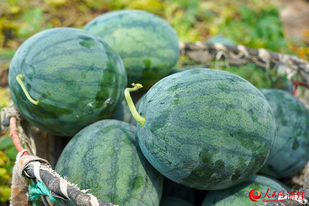 臺州市黃巖區北洋鎮一處大棚里的西瓜。人民網 章勇濤攝