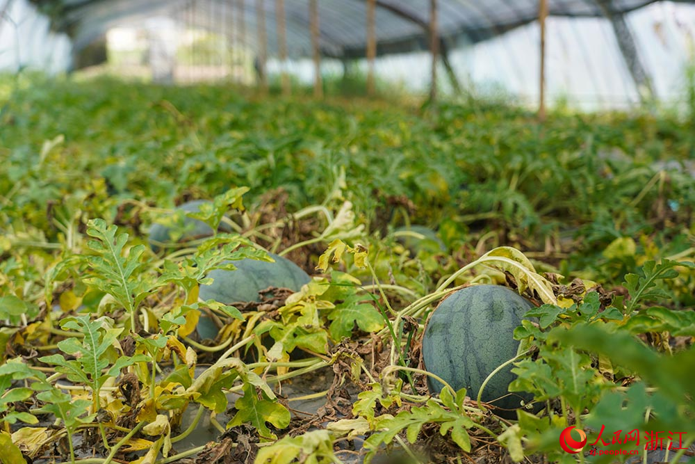 在臺州市黃巖區北洋鎮的一處西瓜大棚里，西瓜長勢喜人。人民網 章勇濤攝