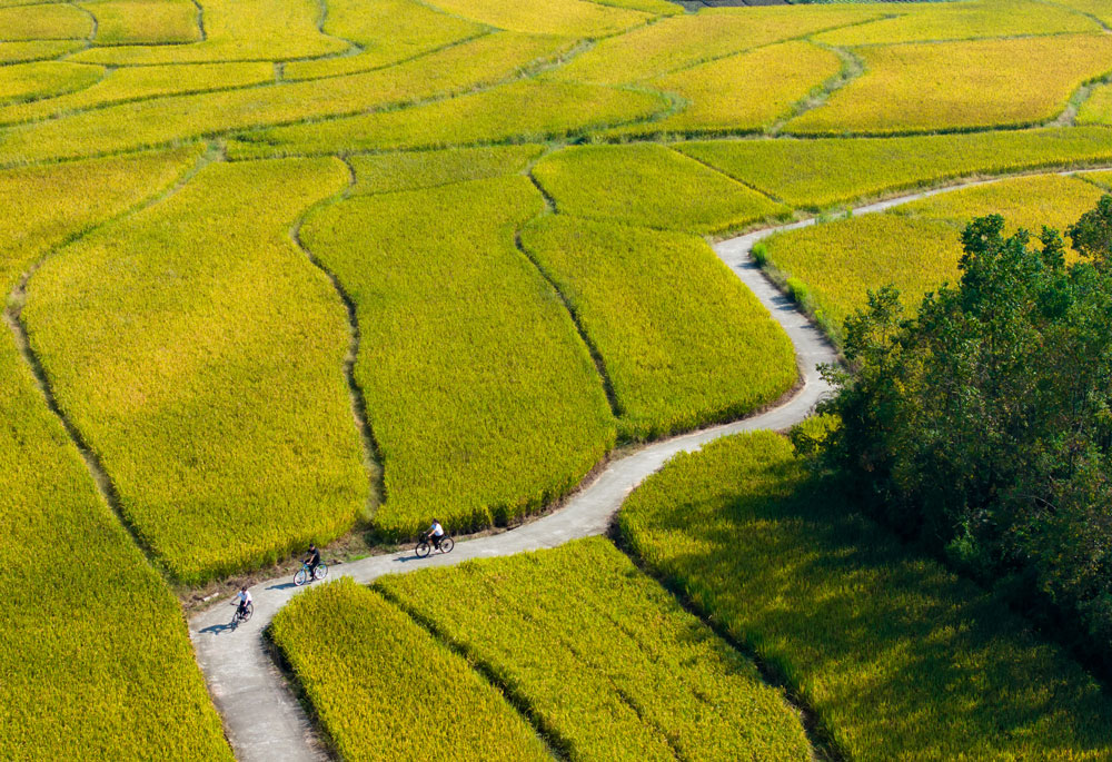 游客們騎行穿梭于稻田中，沉浸在這片金色海洋里，見證這份沉甸甸的豐收喜悅?？娷姅z