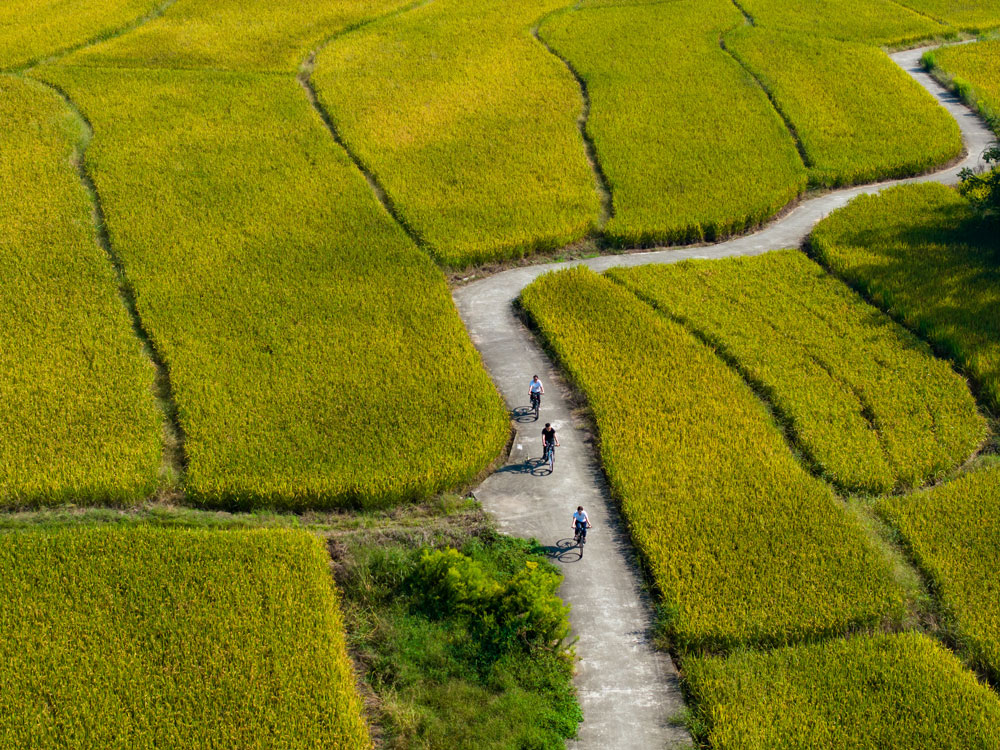 游客們騎行穿梭于稻田中，沉浸在這片金色海洋里，見證這份沉甸甸的豐收喜悅?？娷姅z
