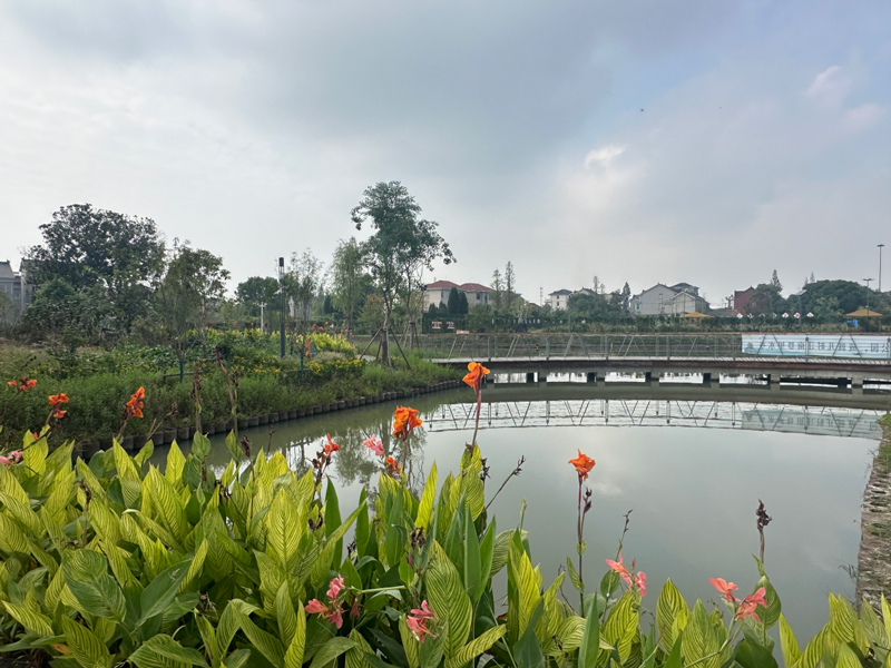 小天圩河道環境。席曉婕攝