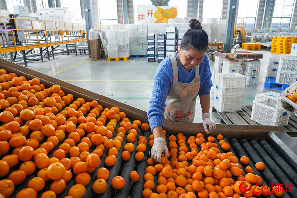 工人正在擺放柑橘。人民網 章勇濤攝