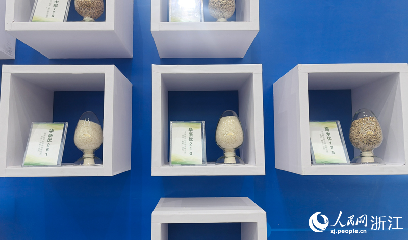 浙江農博會展出的優質水稻品種。人民網 劉欣蔚攝