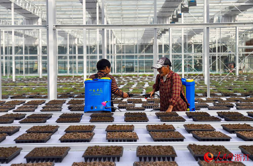 育種工廠里，工作人員給油菜種子補水。人民網記者 郭揚攝