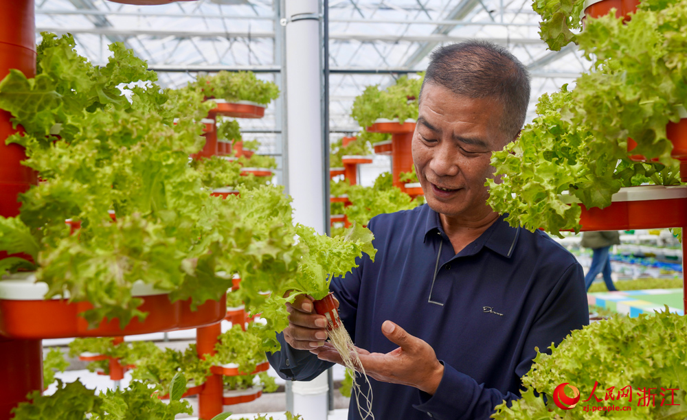 無土栽培區負責人胡斌展示無土栽培的紅皺生菜。人民網記者 郭揚攝
