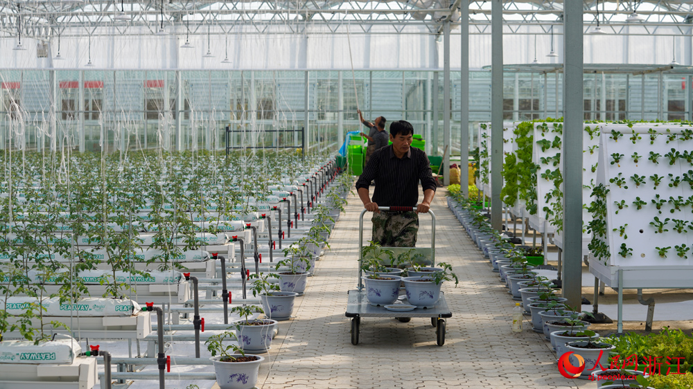 無土栽培大棚。人民網記者 郭揚攝