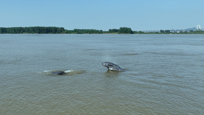 江豚在保護區水域暢游。鎮江長江豚類省級自然保護區供圖
