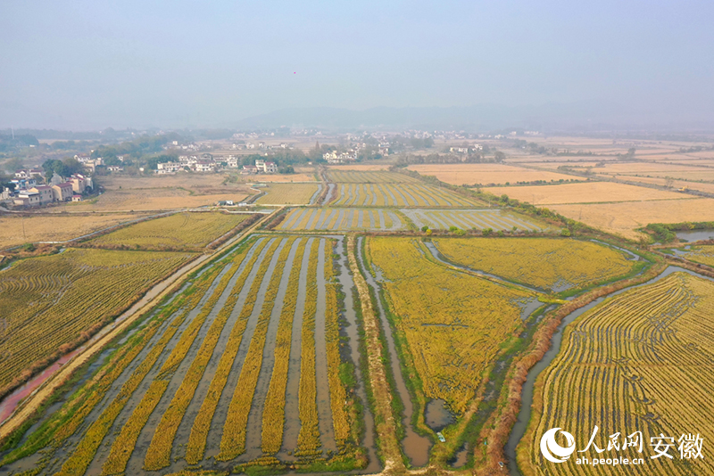 冬日俯瞰合心村的蝦稻田。人民網記者 陳若天攝