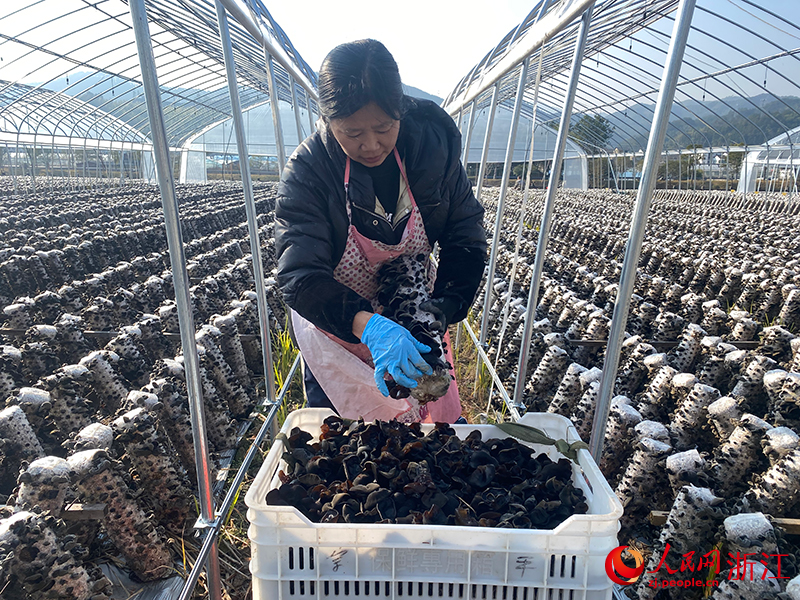 農戶正在大棚里采收黑木耳。人民網 程欣攝
