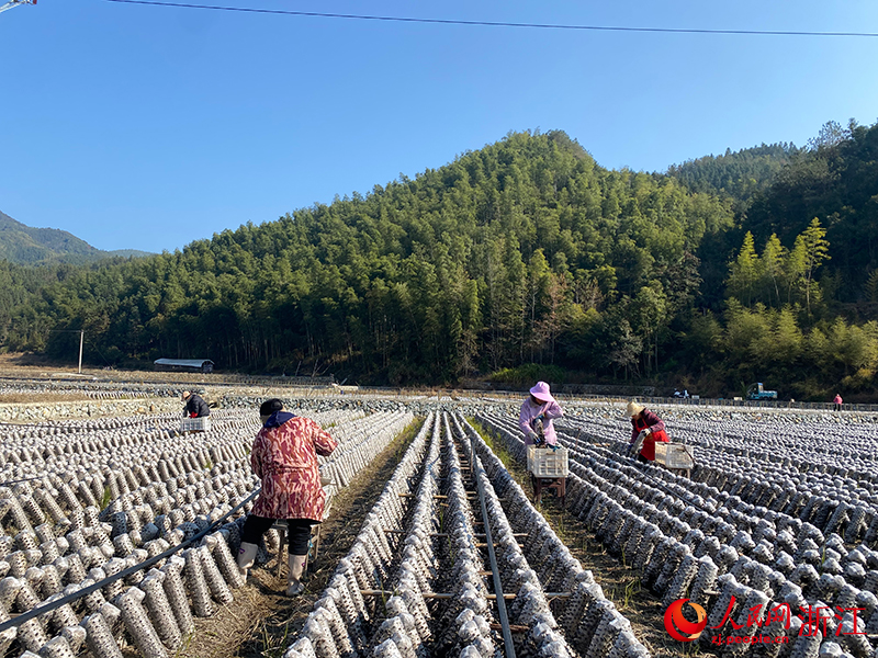 農戶正在采收黑木耳。人民網 程欣攝