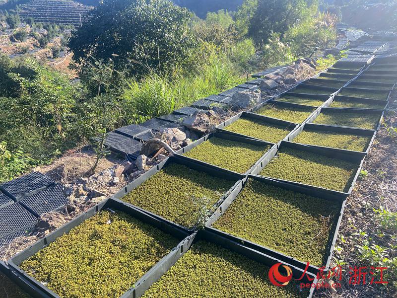 香榧樹下種植的苔蘚。人民網 方彭依夢攝