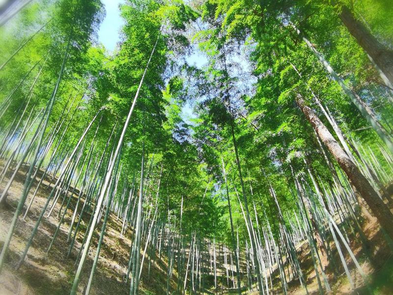 龍泉擁有豐富的竹木資源。龍泉市委宣傳部供圖