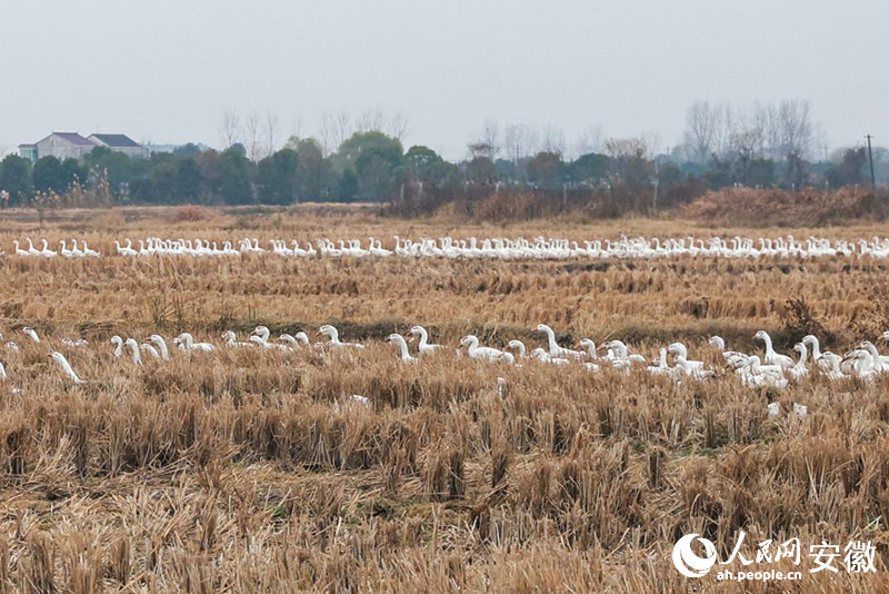在田野間散養的皖西白鵝。人民網記者 張俊攝