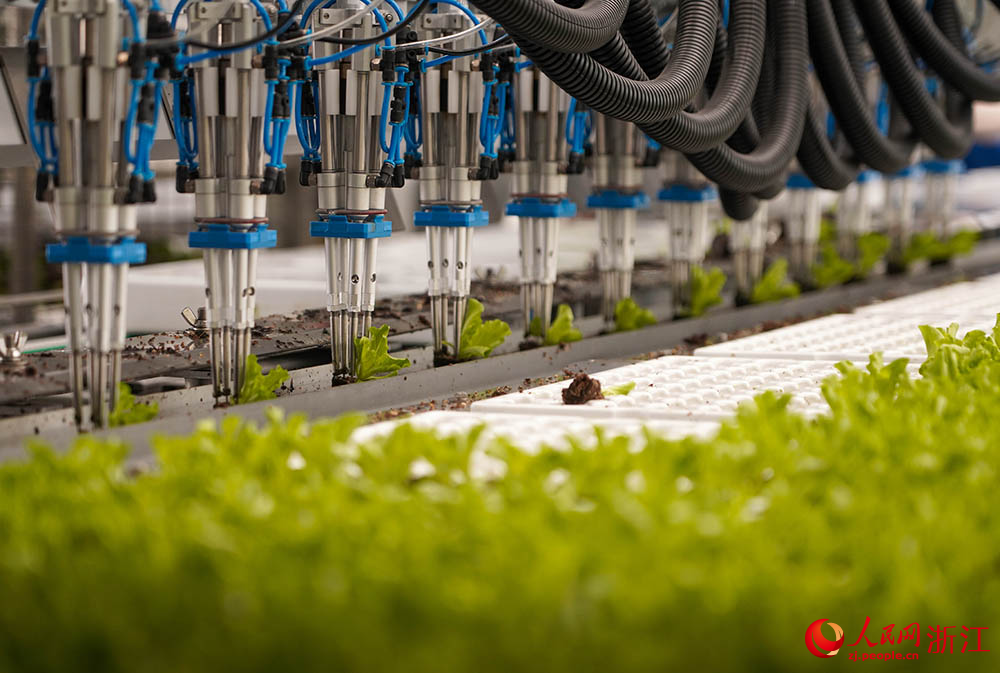 在浙江省嘉興市嘉善縣一智慧農場，自動化設備將菜苗移栽到漂浮板。人民網 章勇濤攝